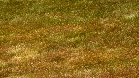 Spikelets of plants on a large field Stock Footage 132101350