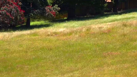 Spikelets of plants on a large field Stock Footage 132101757