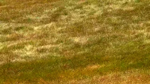 Spikelets of plants on a large field Stock Footage 132101793