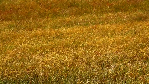 Spikelets of plants on a large field Stock-Footage 132101805