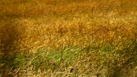 Spikelets of plants on a large field Stock-Footage 132101808