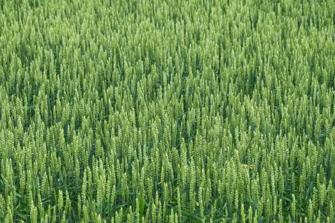 Spikelets of raw bread corn in the field Stock Photos