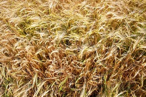 Spikelets ripe rye. Stock Photos