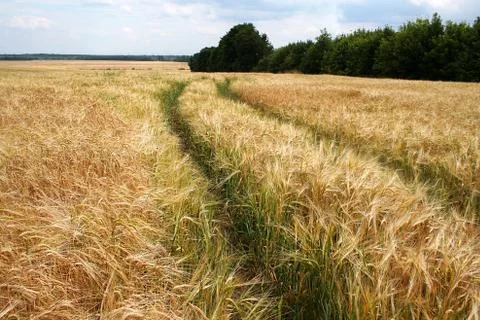 Spikelets ripe rye. Stock Photos