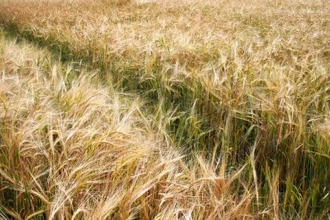 Spikelets ripe rye. Stock Photos