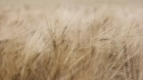 Spikelets Of Ripe Wheat In The Field Swaying In The Wind Stock Footage 307561884