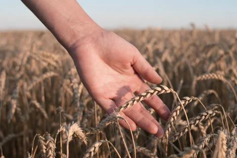 Spikelets of ripe wheat in the hands Foto stock