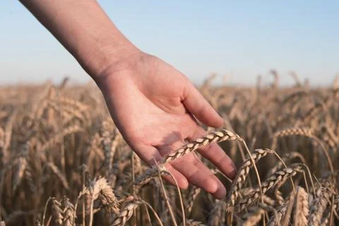 Spikelets of ripe wheat in the hands Foto stock