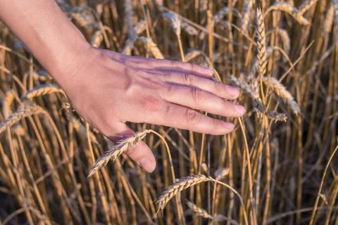 Spikelets of ripe wheat in the hands Foto stock