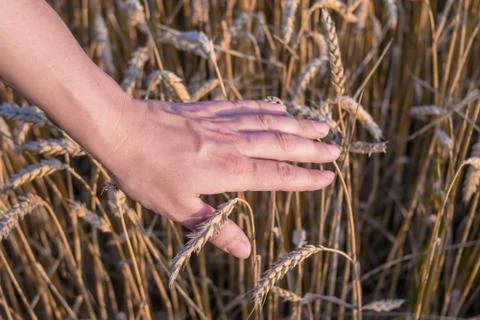 Spikelets of ripe wheat in the hands Foto stock