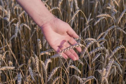 Spikelets of ripe wheat in the hands Foto stock