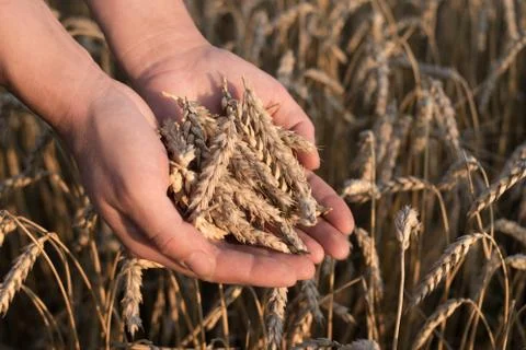 Spikelets of ripe wheat in the hands Foto stock