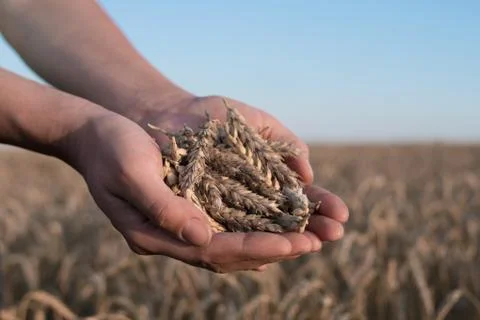Spikelets of ripe wheat in the hands Foto stock