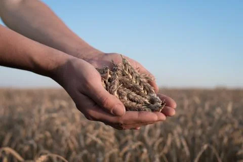 Spikelets of ripe wheat in the hands Foto stock