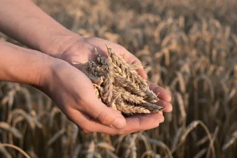 Spikelets of ripe wheat in the hands Foto stock