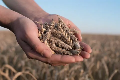 Spikelets of ripe wheat in the hands Foto stock