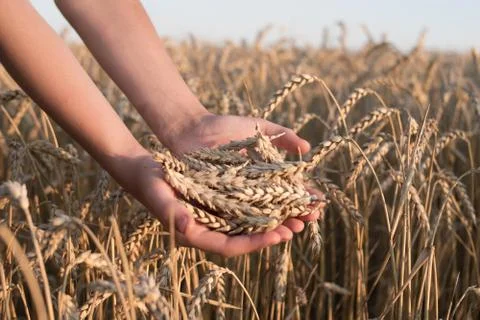 Spikelets of ripe wheat in the hands Foto stock