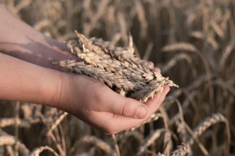 Spikelets of ripe wheat in the hands Foto stock
