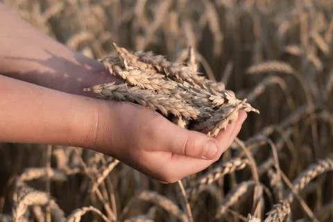 Spikelets of ripe wheat in the hands Foto stock
