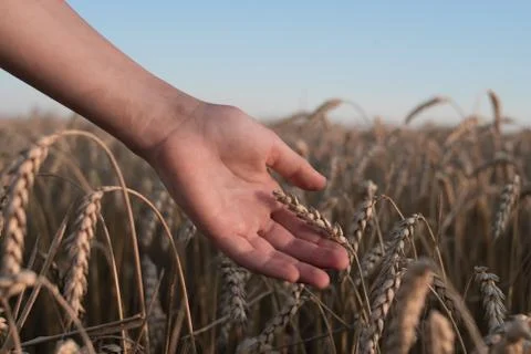 Spikelets of ripe wheat in the hands Foto stock
