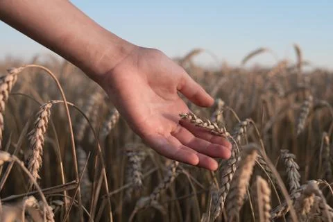 Spikelets of ripe wheat in the hands Foto stock