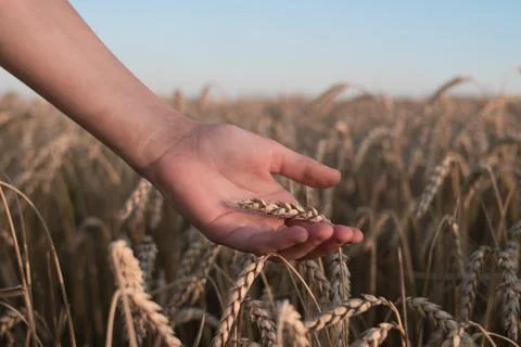 Spikelets of ripe wheat in the hands Foto stock