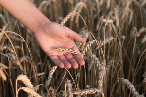 Spikelets of ripe wheat in the hands Foto stock
