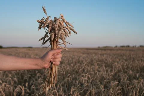 Spikelets of ripe wheat in the hands Foto stock