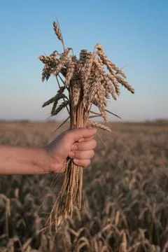 Spikelets of ripe wheat in the hands Foto stock