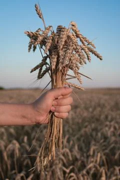 Spikelets of ripe wheat in the hands Foto stock