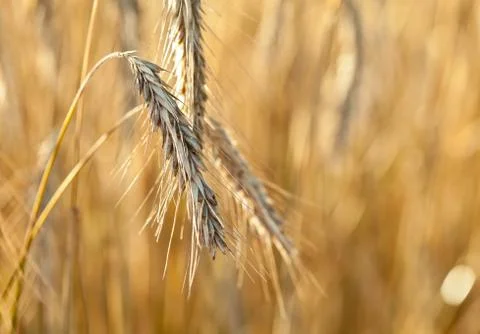 Spikelets of ripe wheat Stock Photos