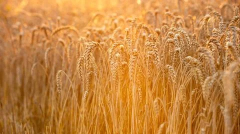 Spikelets of ripe wheat in the rays of the warm setting sun, Soft focus Stock Photos