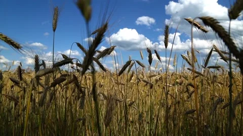 Spikelets of ripe wheat in the shade Stock Footage 96194815