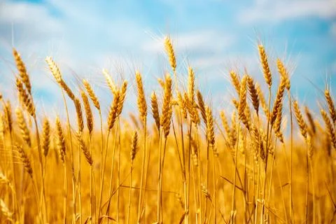 Spikelets of ripened wheat in the fields of Russia, harvesting grain in the fall Stock Photos