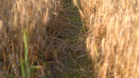 Spikelets road in the field Stock Footage 81880045