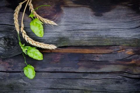Spikelets of rye with hops on an aged dark wooden background Stock Photos
