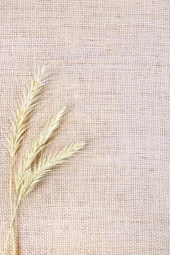 Spikelets on sacking Stock Photos