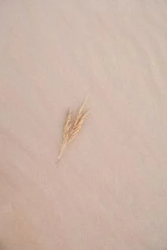 Spikelets on a sandy background Stock Photos