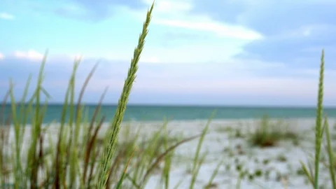 Spikelets on the seashore close up Stock Footage 120287096