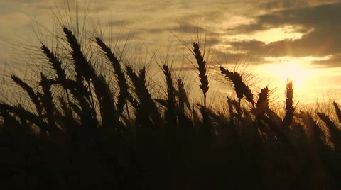 Spikelets silhouettes on sunset background. Real time. Stock Footage 65265725