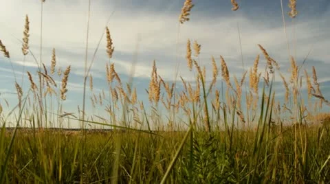 The spikelets (slider) pal Stock Footage 22322564