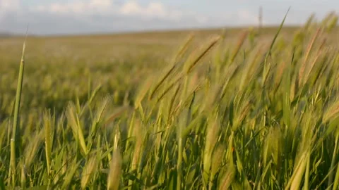 Spikelets stir in the wind in the rays of sunset. soft selective focus. Vidéo 149840556
