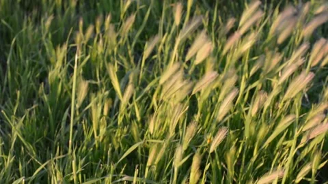 Spikelets stir in the wind in the rays of sunset. soft selective focus. Видео 149840573