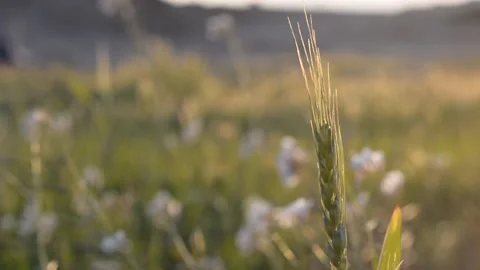 Spikelets stir in the wind in the rays of sunset. soft selective focus. Stockbeeldmateriaal 149840583
