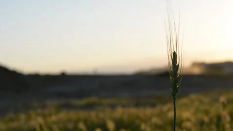 Spikelets stir in the wind in the rays of sunset. soft selective focus. Stockbeeldmateriaal 149840588