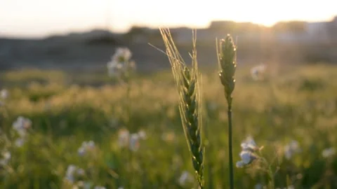 Spikelets stir in the wind in the rays of sunset. soft selective focus. Stockbeeldmateriaal 149840589