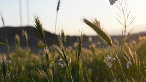 Spikelets stir in the wind in the rays of sunset. soft selective focus. Stockbeeldmateriaal 149840597