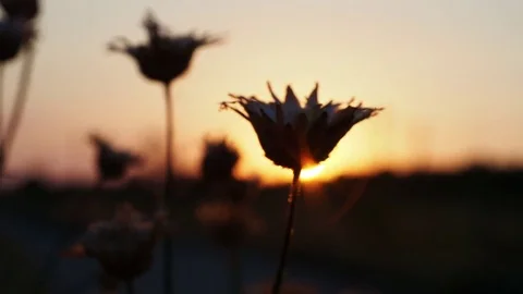 Spikelets at sunset Stock Footage 82987209