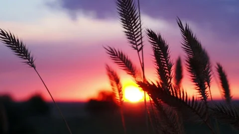 Spikelets at sunset Stock Footage 82987367
