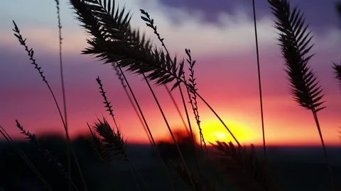 Spikelets at sunset Vídeo Stock 82987398